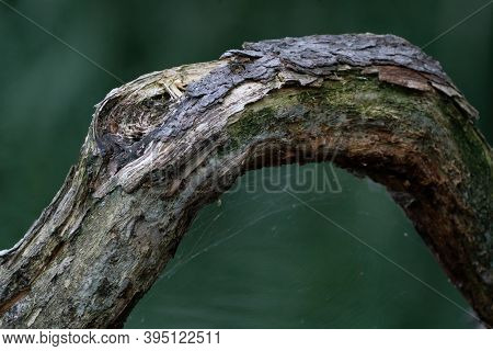 A Thick Branch With A Cobweb Underneath Against Dark Natural Background