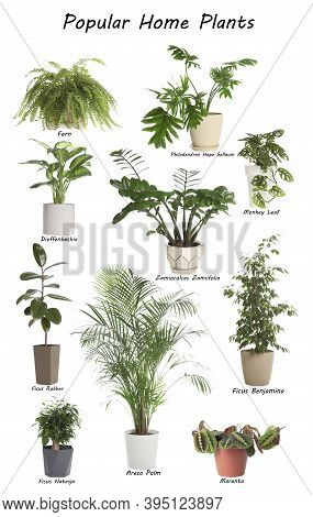 Set Of Popular House Plants On White Background