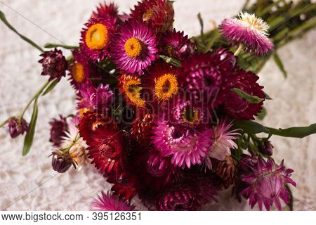 Floral Background. Bouquet Of Pink And Red Flowers Of Xerochrysum Bracteatum (helichrysum Bracteatum