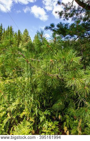 Cedar Thickets. Krasnoyarsk Territory, Tagasuk Lake, Siberia, Russia