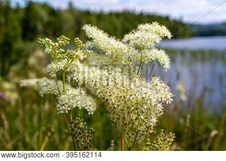 Bouquet Belogolovnika. Lake Tagasuk. Krasnoyarsk Territory, Siberia, Russia
