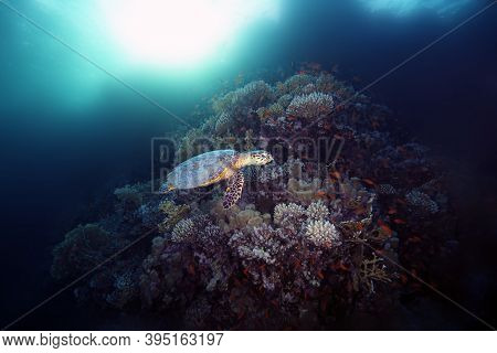 The Olive Ridley Sea Turtle (lepidochelys Olivacea) Swims Along The Reef With The Sun In The Backgro