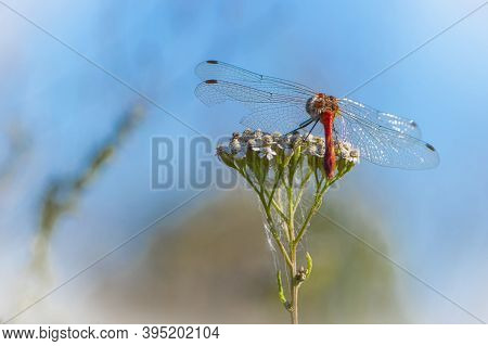 A Dragonfly Stay On A Wildflower Seeds With Blurred Background.