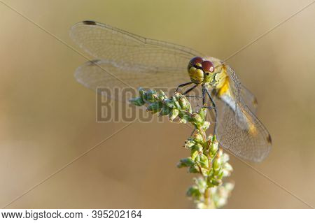 Dragonfly On Spike, Macro. Dragonfly Sitting On A Blade Of Grass, Closeup. Dragonfly In Evening