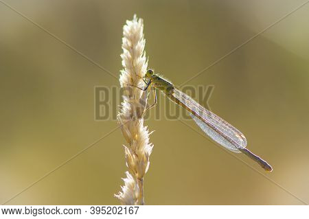 Dragonfly Sits On A Dry Spikelet Of Grass