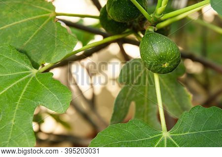 Young Ripening Fig Fruit On A Branch. Stem With Green Figs. Fig Fruit Growth. Ripening Stage Of Figs