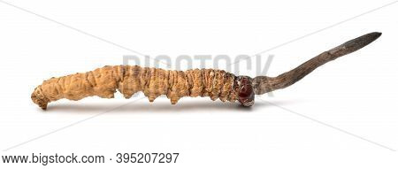 Close Up Ophiocordyceps Sinensis Or Mushroom Cordycep This Is A Herbs. Medicinal Properties In The T