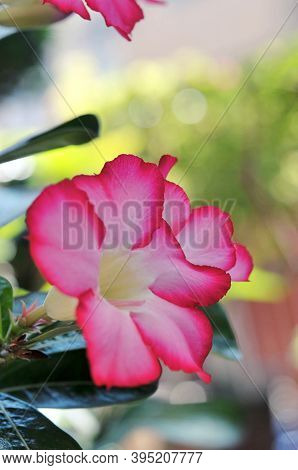 Pink Bignonia Flowers Or Adenium Flower , Adenium Multiflorum, Desert Rose On Tree . Beautiful Pink 