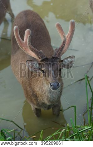 The Indian Hog Deer (hyelaphus Porcinus) Is A Small Deer Whose Habitat Ranges From Pakistan, The Dee