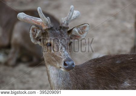 The Indian Hog Deer (hyelaphus Porcinus) Is A Small Deer Whose Habitat Ranges From Pakistan, The Dee
