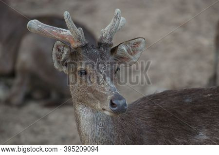 The Indian Hog Deer (hyelaphus Porcinus) Is A Small Deer Whose Habitat Ranges From Pakistan, The Dee