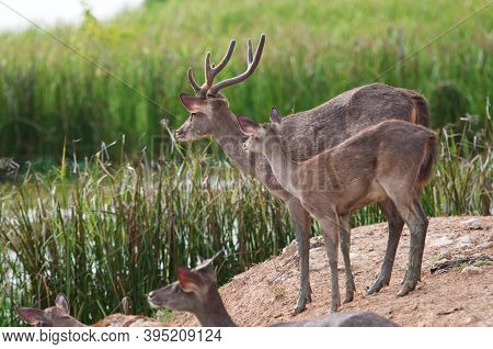 The Indian Hog Deer (hyelaphus Porcinus) Is A Small Deer Whose Habitat Ranges From Pakistan, The Dee