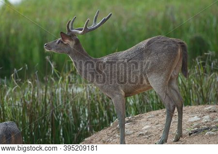 The Indian Hog Deer (hyelaphus Porcinus) Is A Small Deer Whose Habitat Ranges From Pakistan, The Dee