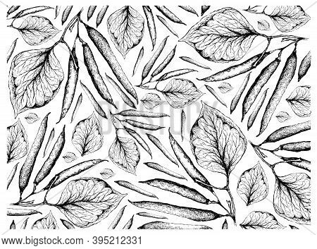 Vegetable, Illustration Wall-paper Of Hand Drawn Sketch Fresh Green Beans Or Phaseolus Vulgaris Isol