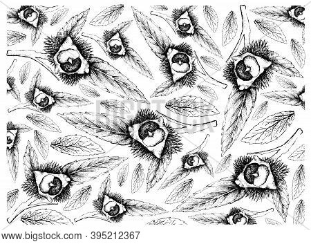 Illustration Wall-paper Of Hand Drawn Sketch Of Japanese Chestnuts, Korean Chestnut Or Castanea Cren
