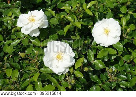 3 Semi Double Flowers Of Pure White Roses In May