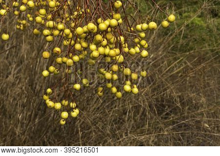 Ripe Fruits Of Chinaberry Tree On Blurred Background Of Dry Grass
