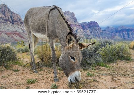 Vilda Burro
