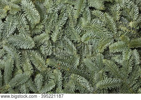 Noble fir tree branch christmas new year background close up