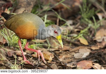 Close Up Of A Little Wood Rail Looking For Food On A River Bank, Pantanal, Brazil.