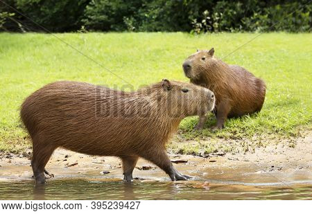 Close Up Of A Capybara Walking In Water On A River Bank, South Pantanal, Brazil.
