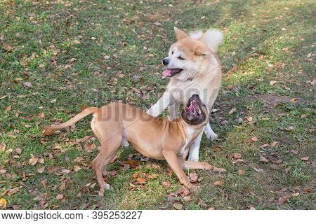 American Pit Bull Terrier Puppy And Akita Inu Puppy Are Playing On A Green Grass In The Autumn Park.