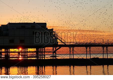 Starlings Gathering Around Aberystwyth Pier Silhouetted Against The Setting Sun Behind