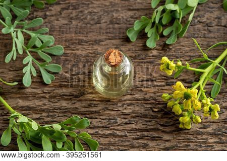 Essential Oil Bottle With Blooming Common Rue, Or Ruta Graveolens Plant On A Wooden Table