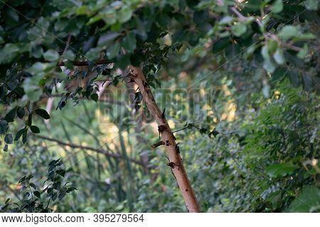 A Thin Sloping Tree Trunk With Leaves, Natural Background Of Branches And Shrubs. Selective Focus