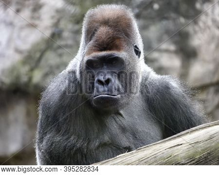 An Adult Dominant Male Gorilla Carefully Observes The Space. The Leader Of A Herd Of Large Primates 