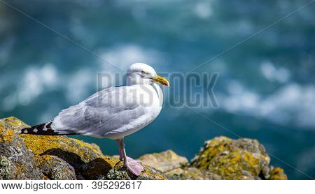 Seagull At Saltee Island, Ireland, With Blurred Background And Copy Space.