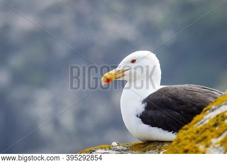 Black Seagull At Saltee Island, Ireland, With Blurred Background And Copy Space.