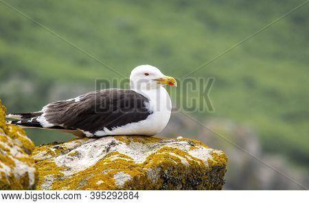 Black Seagull At Saltee Island, Ireland, With Blurred Background And Copy Space.