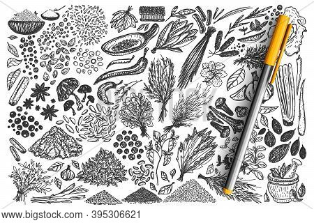 Doodle Set. Collection Of Hand Drawn Different Condiments Herbs Coriander Carnation Ginger Pepper Is