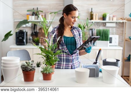 Housewife Replating Flowers Following Instructions From Tablet Pc In Home Kitchen. Decorative, Plant