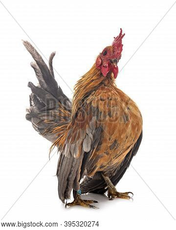 Malaysian Serama In Front Of White Background
