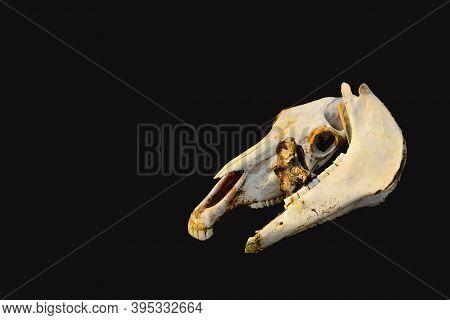 Two White Orange Old Bare Light Bones Of A Horse's Skull On Black Background