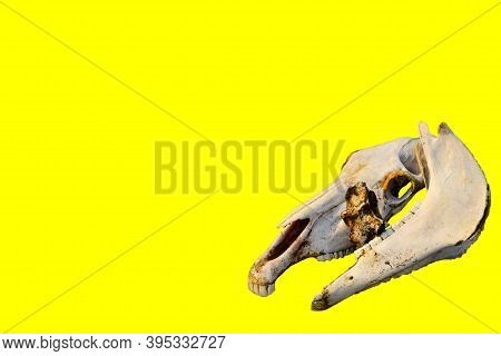 Two White Bare Light Bones Of A Horse's Skull On Colorful Bright Yellow Background