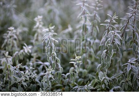Frost