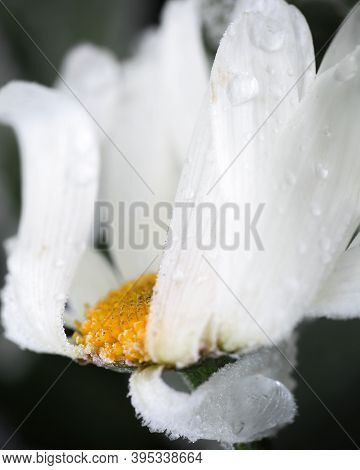 Frost