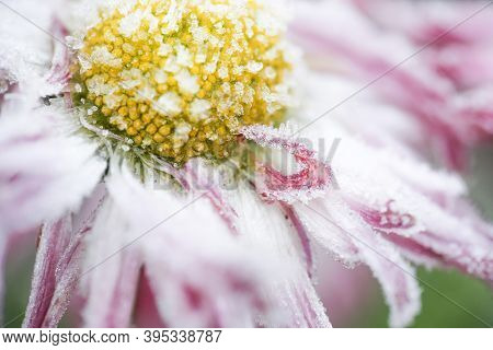 Frost