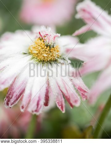 Frost