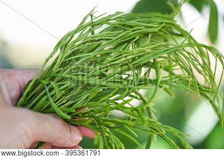 Acacia Pennata , Climbing Wattl / Senegalia Pennata On Nature Vegetable Kitchen Thai Herbal Leaves A