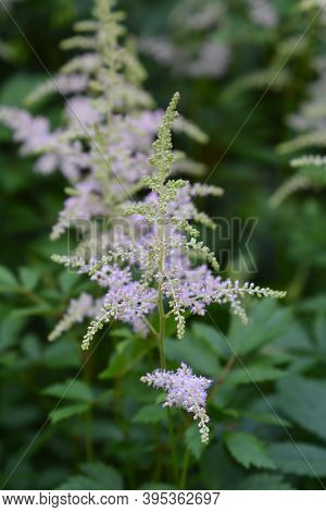 Chinese Astilbe Pink Flower - Latin Name - Astilbe Chinensis (astilbe Rubra)