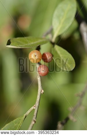 Autumn Olive Branch - Latin Name - Elaeagnus Umbellata