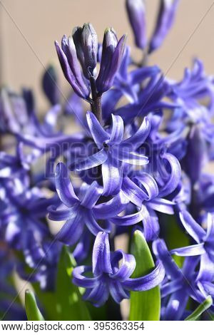 Multiflora Hyacinth Blue Flower - Latin Name - Hyacinthus Multiflora Blue