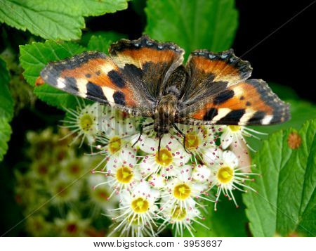 The Butterfly.