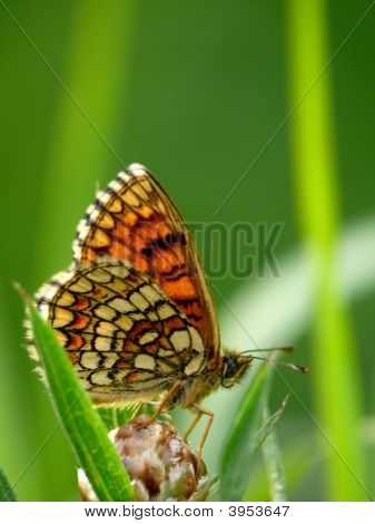 The Butterfly.
