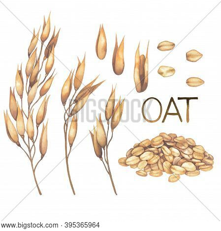 Watercolor Collection Of Cereals And Oats Isolated On The White Background