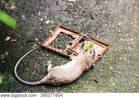 Rat Caught In A Deadly Trap. Dirty Rat Foraging In Hunger.